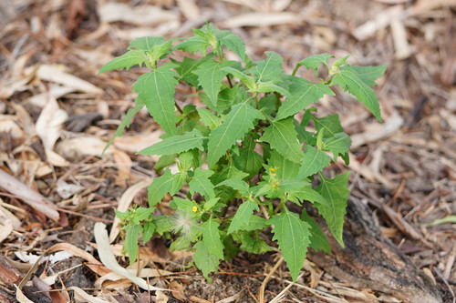Sigesbeckia orientalis