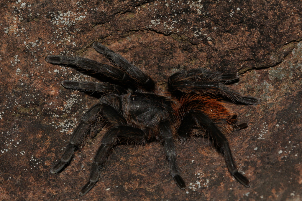 Plesiopelma longisternale