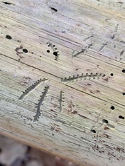 Pityogenes bidentatus