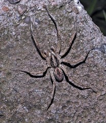 Pavocosa