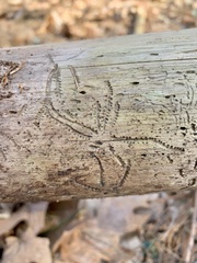 Pityogenes bidentatus