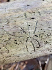 Pityogenes bidentatus