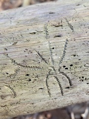 Pityogenes bidentatus