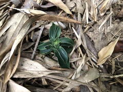 Gentiana bambuseti