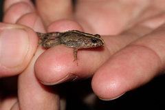 Pseudopaludicola falcipes