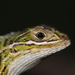 Whorltail-Iguanas - Photo (c) a_f_r, some rights reserved (CC BY-NC), uploaded by a_f_r