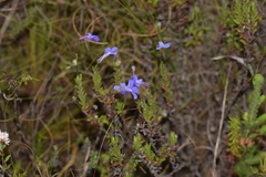 Lobelia neglecta