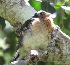 Apaloderma narina narina