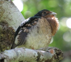 Apaloderma narina narina