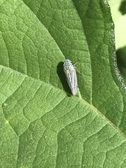 Graphocephala appropinquans