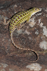 Stenocercus azureus