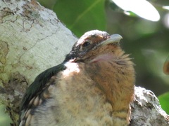 Apaloderma narina narina
