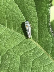 Graphocephala appropinquans