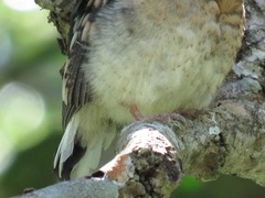 Apaloderma narina narina