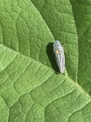 Graphocephala appropinquans