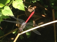 Lathrecista asiatica