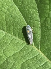 Graphocephala appropinquans