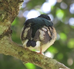 Apaloderma narina narina