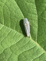 Graphocephala appropinquans