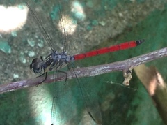 Lathrecista asiatica