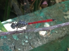 Lathrecista asiatica