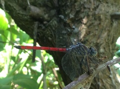 Lathrecista asiatica