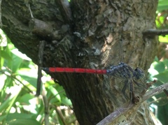 Lathrecista asiatica