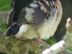 Apaloderma narina narina
