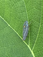 Graphocephala appropinquans