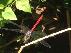 Lathrecista asiatica