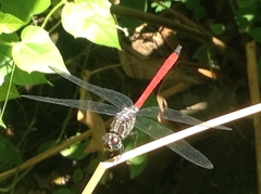 Lathrecista asiatica