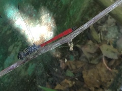 Lathrecista asiatica