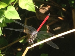 Lathrecista asiatica