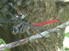 Lathrecista asiatica