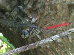 Lathrecista asiatica