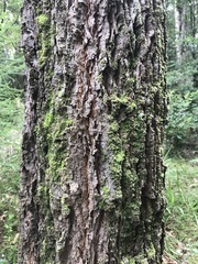 Allocasuarina torulosa
