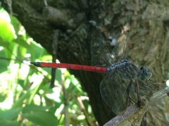 Lathrecista asiatica