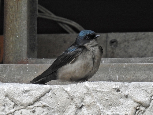 Brown-bellied Swallow (Orochelidon murina), photo 6