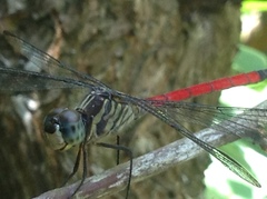 Lathrecista asiatica