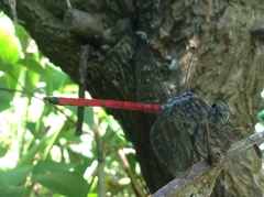 Lathrecista asiatica