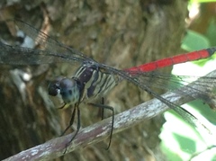 Lathrecista asiatica