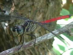 Lathrecista asiatica