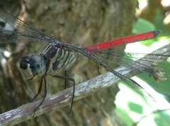 Lathrecista asiatica