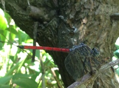 Lathrecista asiatica