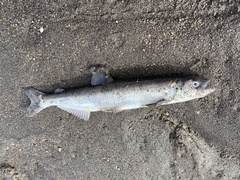 Thaleichthys pacificus