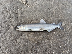 Thaleichthys pacificus
