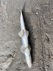 Thaleichthys pacificus