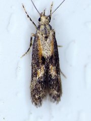 Blastodacna atra