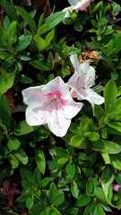 Choniastrum