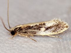 Monopis dorsistrigella